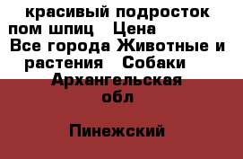 красивый подросток пом шпиц › Цена ­ 30 000 - Все города Животные и растения » Собаки   . Архангельская обл.,Пинежский 